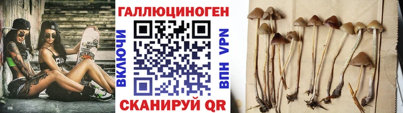 Псилоцибиновые грибы GOLDEN TEACHER  Хотьково 